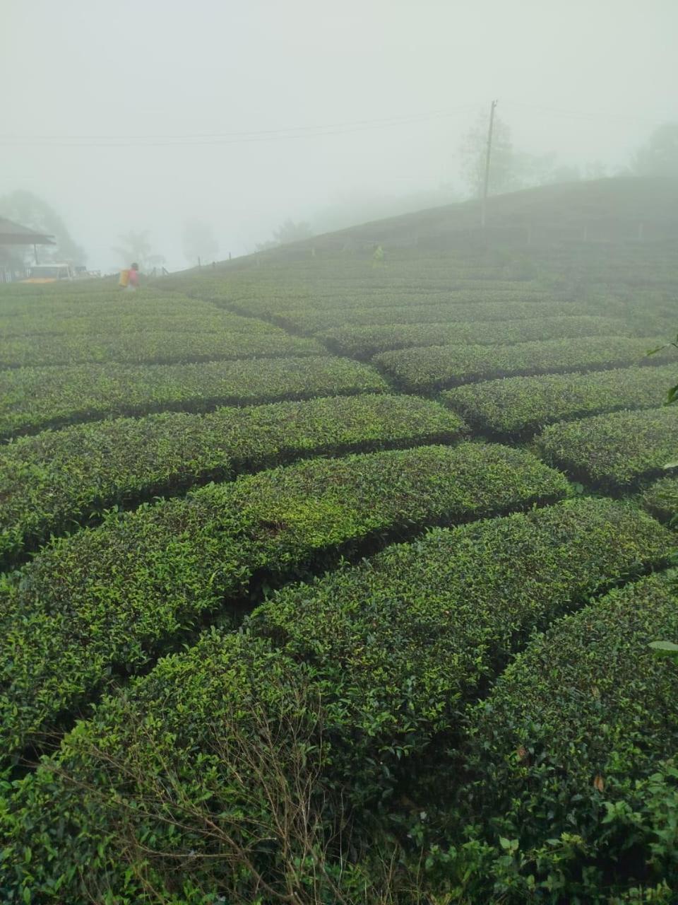 Springs Homestay Vagamon